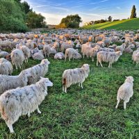 Foto von vielen Schafen, die auf einer grünen Wiese grasen. Im Hintergrund Bäume, Hügel und blauer Himmel mit dünnen Wolken.